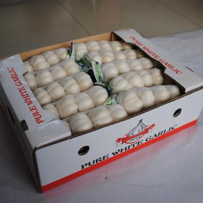 China 2020 New Chinese Jin Xiang Fresh Garlic/Alho/Ail/Ajo for Sale for sale