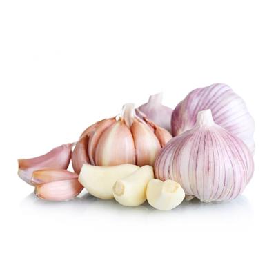 China Fresh Galic Purple Skin Garlic Export to Vietnam Preserving Fresh Garlic for sale