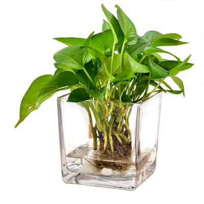 China Flower Contemporary Clear Tabletop Acrylic Vase Small Plant Vase for sale