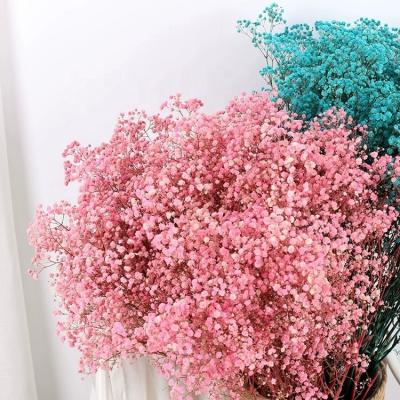 China Valentine Day Gift Everlasting Eternal Natural Plant Preserved Gypsophila Paniculata Babysbreath Dry Eternal Flower for sale