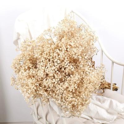 China Wholesale Natural Plant Home Decoration Gypsophila Flowers Baby's Breath Wedding Preserved Preserved Flowers Preserved Babysbreath for sale