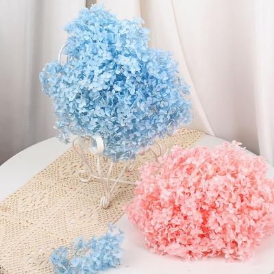 China Real Factory Fresh Sale Directly Preserved Flower Valentines Day Decorative Flowers Anna Hydrangea for sale