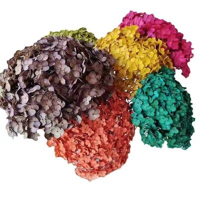 China 2022 Real Touch Hydrangea Bouquet Flower Heads Hydrangea Bush Dry Preserved Hydrangea Real Purple Wholesale Natural Fresh for sale