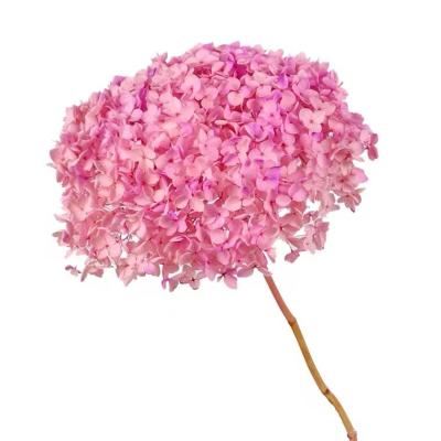 China Real Europe 20-25cm Natural Dried Flower Preserved Hydrangea Flowers Forever Branches Everlasting Hydrangeas With Wedding Decor for sale