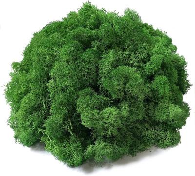 China Real Moss Wall Amazon Product Best Selling Moss Stabilized Natural Moss With For Home for sale