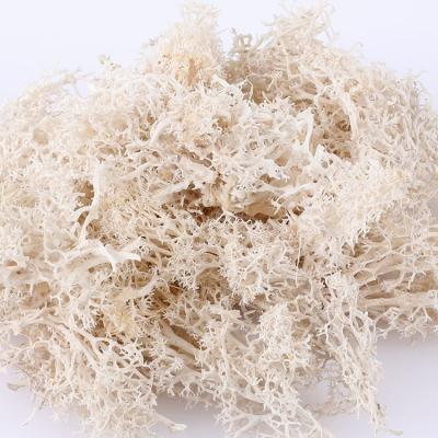 China Factory direct sale durable high quality preserved moss stabilized moss for office decoration for sale