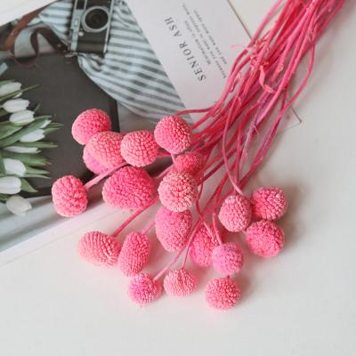 China Fashion/Hot Selling Craspedia Factory Dried Natural Preserved Pink Billy Balls Boho Dried Flowers Floral Arrangements For Party Office Decor for sale