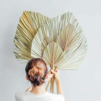 China High Quality Wedding Decoration Large Palm Tree Ins Real Dried Tropical Leaf Fan Natural Dry Palm Leaves for sale