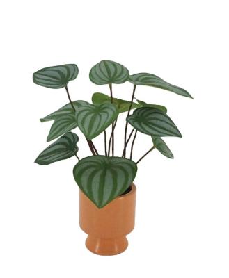 China 30 cm Minimalist High Quality Real Touch Arrowroot Artificial Plants For Home Office Decoration for sale