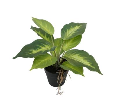 China Durable 20Cm Real Touch Plastic Artificial Indoor Dieffenbachia Plants For Home Office Decoration for sale