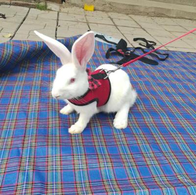 China Personalized Hot Selling Rabbits Hamster Small Animals Invest Leash Harness for sale