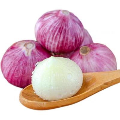 China Yunnan Seed Fresh Single Garlic Single Price Purple Chinese Solo Garlic Clove Garlic for sale