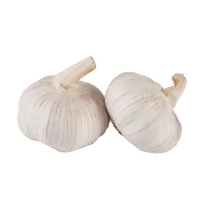 China Shandong fresh natural white garlic exports and sells pure white garlic for sale