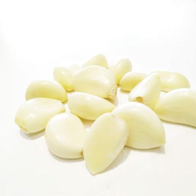 China Fresh wholesale with low price can be exported fresh garlic currently for sale