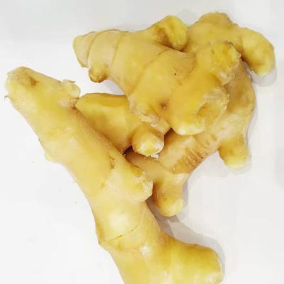 China Fresh more than 180g washed ginger and dry ginger market price of ginger for sale