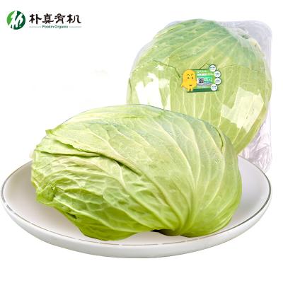 China Fresh Organic Common Cabbages Without Pesticides Fresh Organic Vegetables for sale