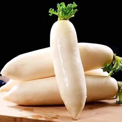 China Chinese organic white radish of fresh export organic vegetables for sale