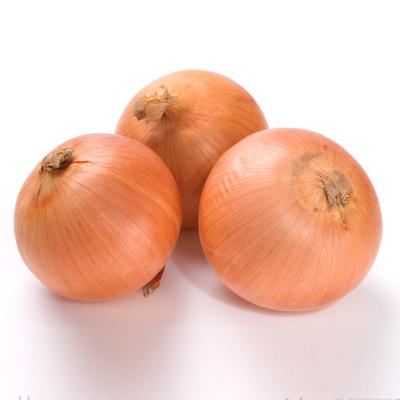 China New quality fresh yellow onion vegetable cultivation for yellow onion wholesale for sale