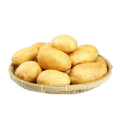 China Wholesale fresh with low price can be exported currently fresh yellow skin potato for sale