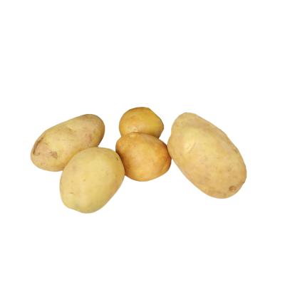 China China Supplier Fresh Vegetable Potato Fresh Yellow Potato Prices for sale