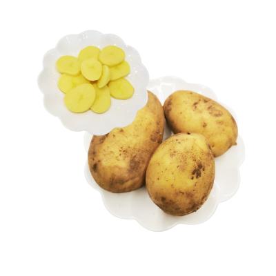 China Fresh Organic Fresh Mesh Bag Packing Holland Potato Sweet Yellow Potato Starch for sale