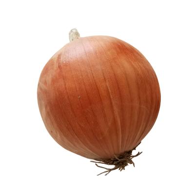 China Hot wholesale perfect fresh pact fresh onion sale red onion for sale for sale