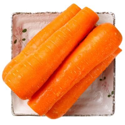 China 2021 New Corp Fresh Carrot China Export Fresh Red Organic Carrots for sale