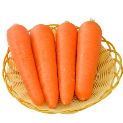 China High Vitamin Carrot Fresh Organic Carrots In Carton S M L Professional Export Fresh Carrot for sale