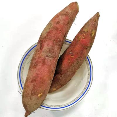 China Pick Fresh Wholesale Egyptian China Yellow Sweet Potatoes for sale