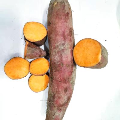 China Good fresh healthy sweet potatoes white potato indonesia for sale