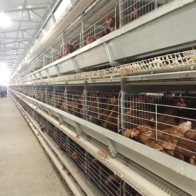 China Place Layer Chicken Battery Cage Layer Chicken Cage Backup Poultry Farm Cages Chicken Egg Layer for sale