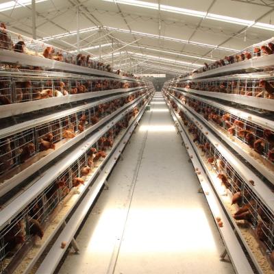 China Farm One Type Layer Chicken Cages Mesh Hot Welded Galvanized Material Wire Mesh Layer Chicken Cage For Sale for sale