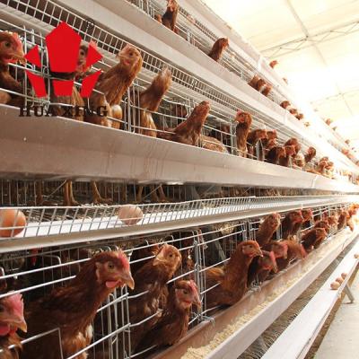 China Hot sale A type of farms layer chicken cage factory design layer chicken cage for chicken farm for sale