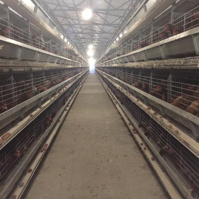 China Corrosion Resistance Hot Dip Galvanized Steel Automatic Chicken Raising System Broiler Cage for sale