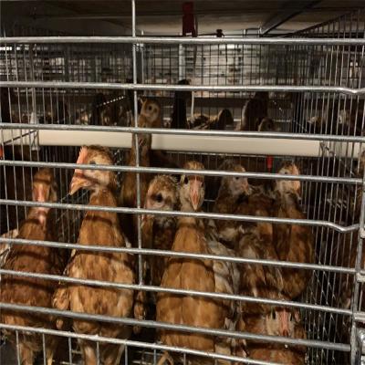 China Hot Sale H Type Anti-Corrosion Day-old Chicks Cage Baby Chicks Brooder Cage Poultry Cages For Baby Chickens for sale