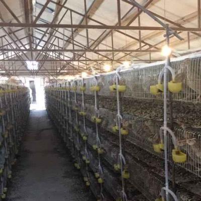 China Poultry Field Keeping Raising Cheap Egg Production Farming Automatic Quail Laying Cages for sale