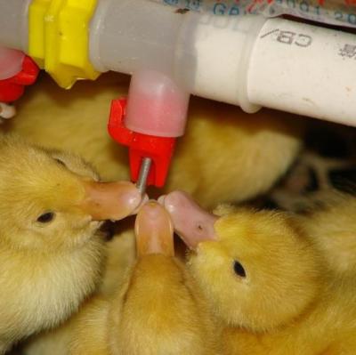 China Farms Drink Cups For Chickens And Ducks Doubles Automatic Water Nipple Drinkers for sale