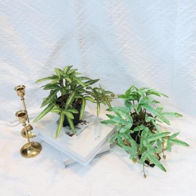 China Handmade Wedding Decoration Supplies Natural Home Room Decorations Artificial Plants Wall Decor for sale