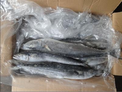 China Frozen Spanish Mackerel W/R for sale