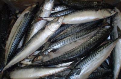 China Frozen Pacific Mackerel W/R for sale