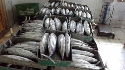 China Frozen Skipjack W/R (Katsuwonus Pelamis) for sale