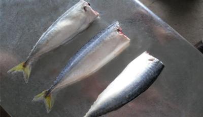 China Frozen Pacific Mackerel HG for sale