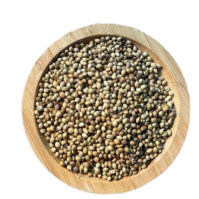 China Best quantity hot sale dry china split bulgarian coriander seeds for sale for sale